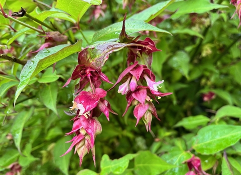 Himalayan honeysuckle, Leycesteria formosa