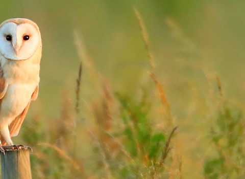 Image of Barn Owl on fence post 