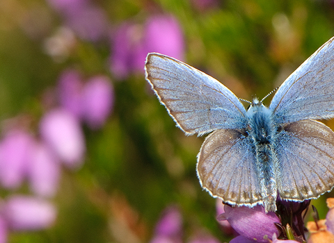 Image of silver-studded blue butterfly 