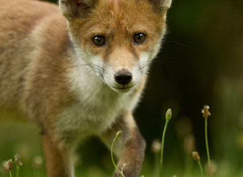 Image of fox in field 