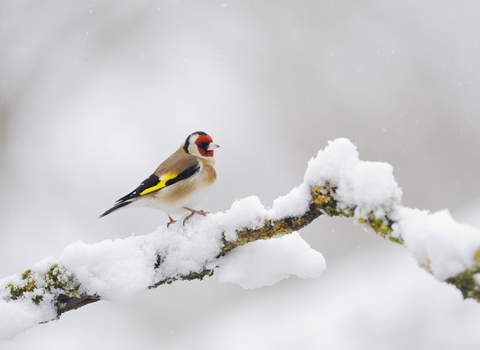 Goldfinch on snowy branch