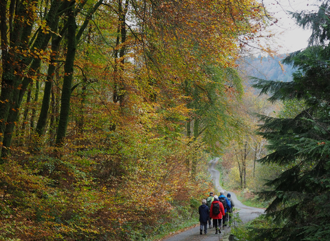 image of small group of people walking in forest