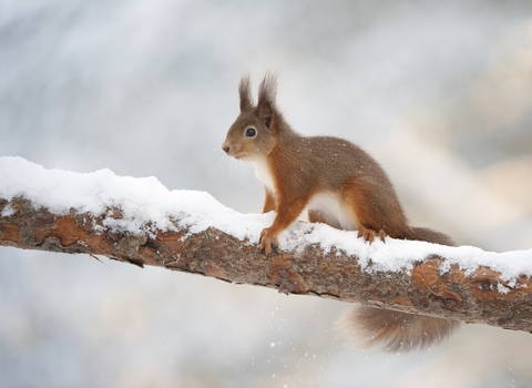 A red squirrel sits on a tree branch in the snow in winter. The colour of the branch and snow match almost exactly the squirrels red-brown coat and white underside.