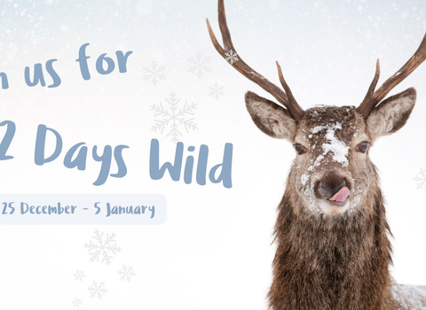 12 Days Wild header showing stag in snow