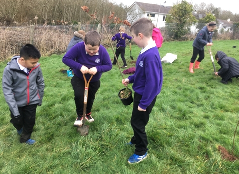 Three school boys planting trees 