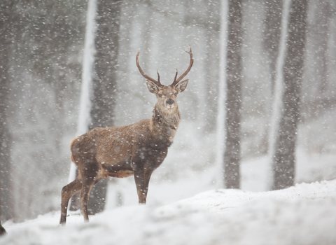 Image of red deer in snowy forest 