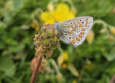 Common Blue Butterfly- Moel Hiraddug