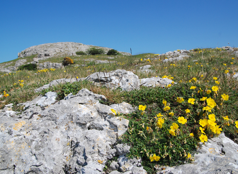 Rhiwledyn view of limestone and Common rock-rose