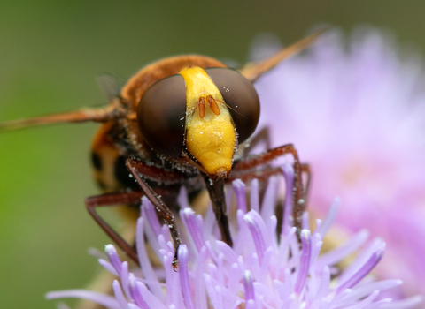 Close-up image of a hornet mimic hoverfly on a purple flower