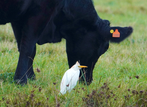 Cattle egret