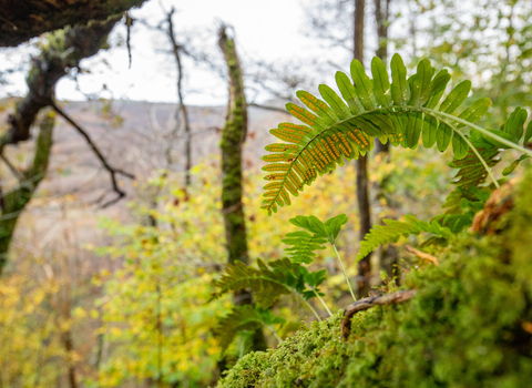 Epiphytic Polypody Fern growing on moss covered oak branch